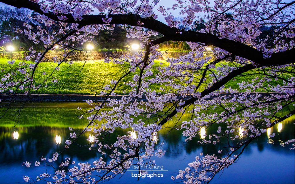 Cherry blossom trees light up at night, Chidorigafuchi and Kitanomaru Park