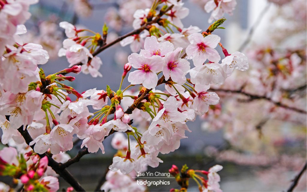 The cherry blossom (sakura) is the national flower of Japan. It is probably the most beloved flower among the Japanese.