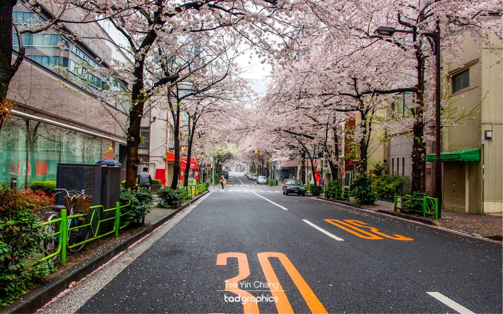 In the right place at the right time of the year. Tunnel of full bloomed cherry blossoms in one of the streets in Tokyo.