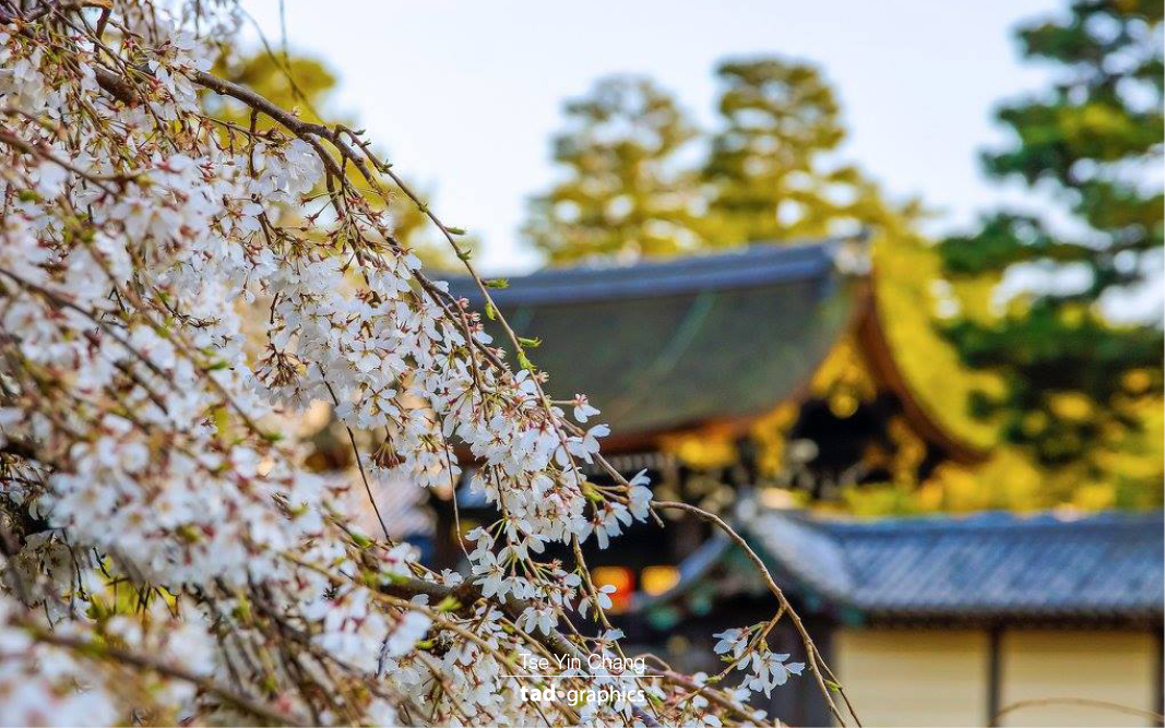 The Imperial Palace in Kyoto is definitely a great place to check out cherry blossoms