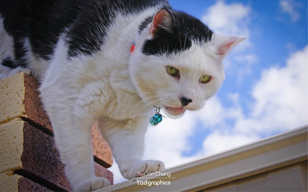Mao Mao loved the outdoors and especially enjoyed standing on the rooftop looking down on his human companions