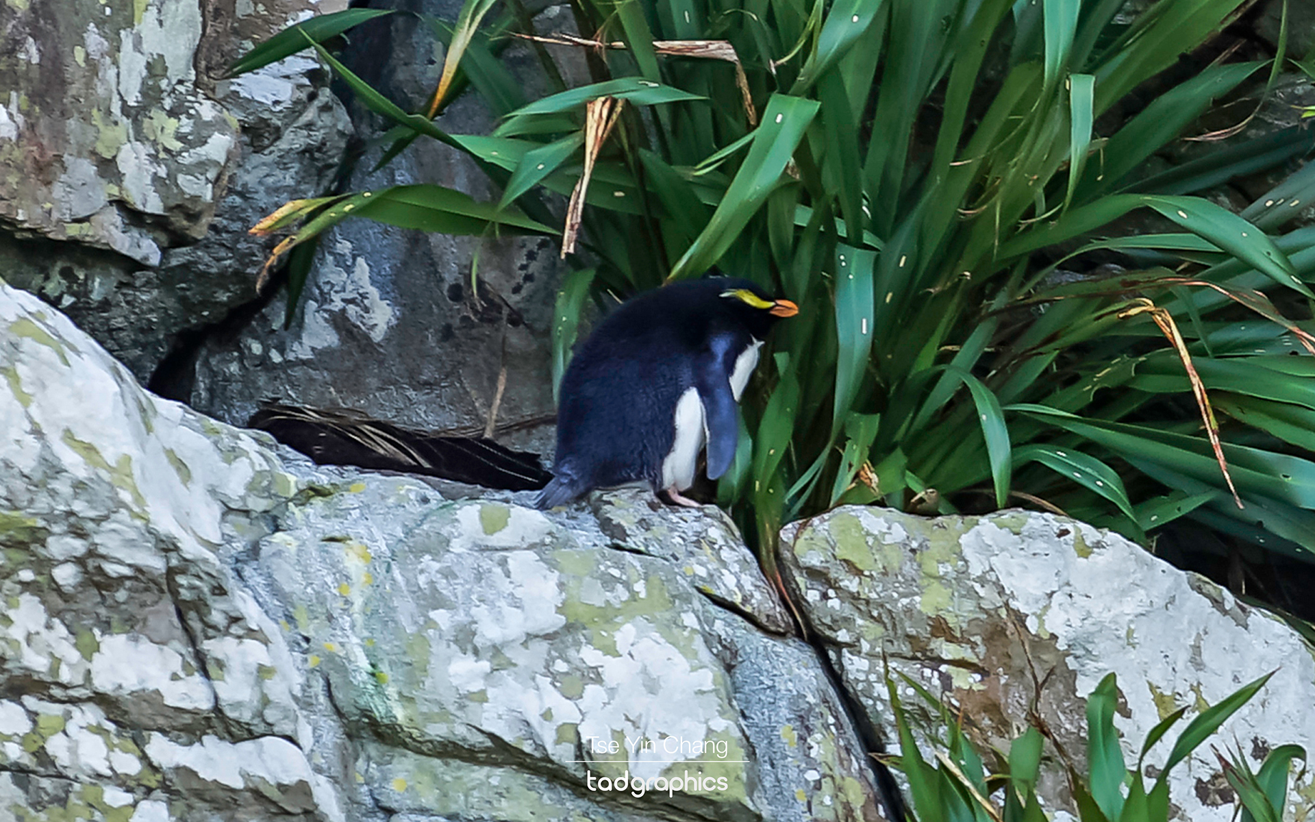 We were lucky to catch a glimpse of the rare Fiordland Crested Penguin