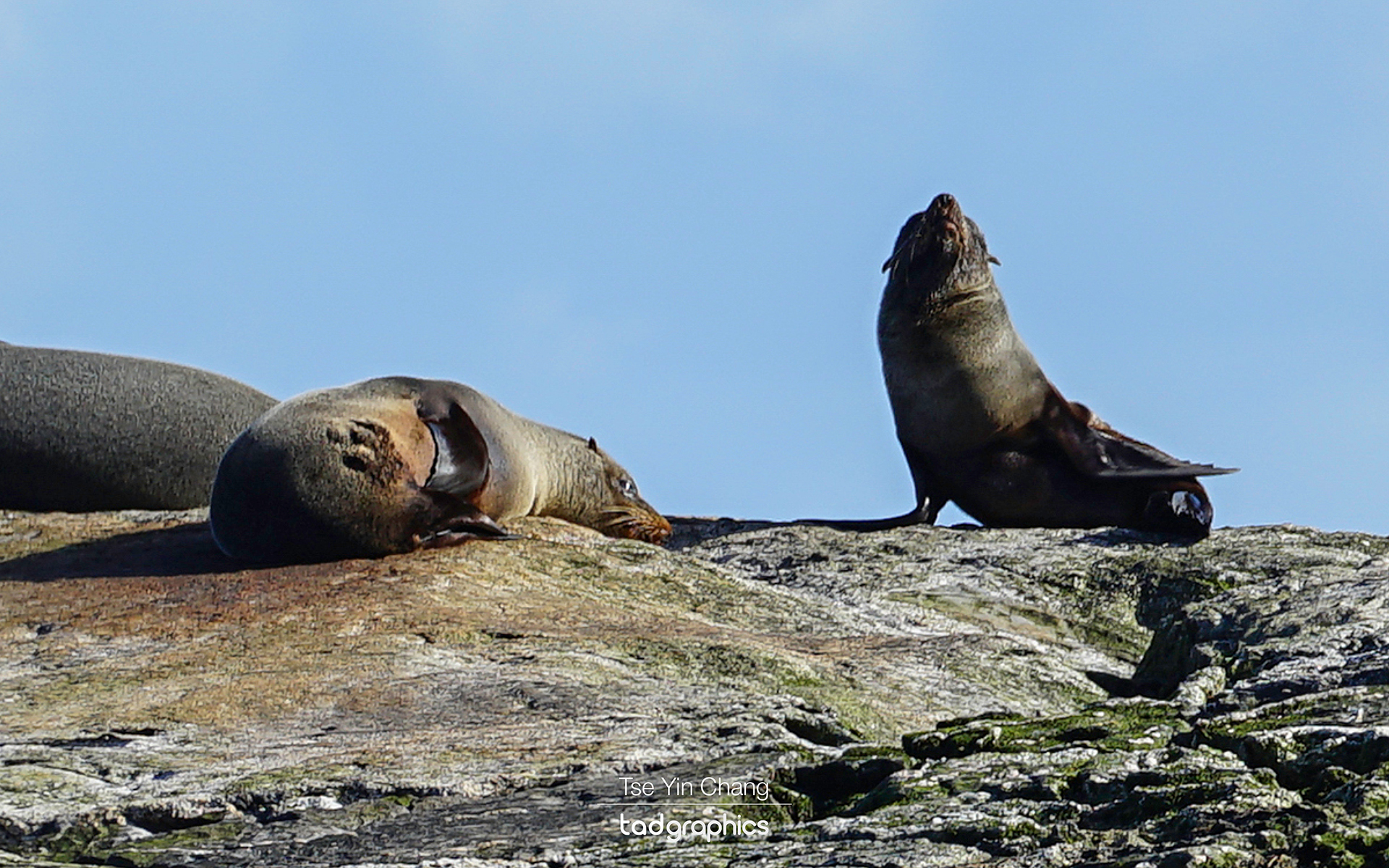 Fur seals enjoying the sun