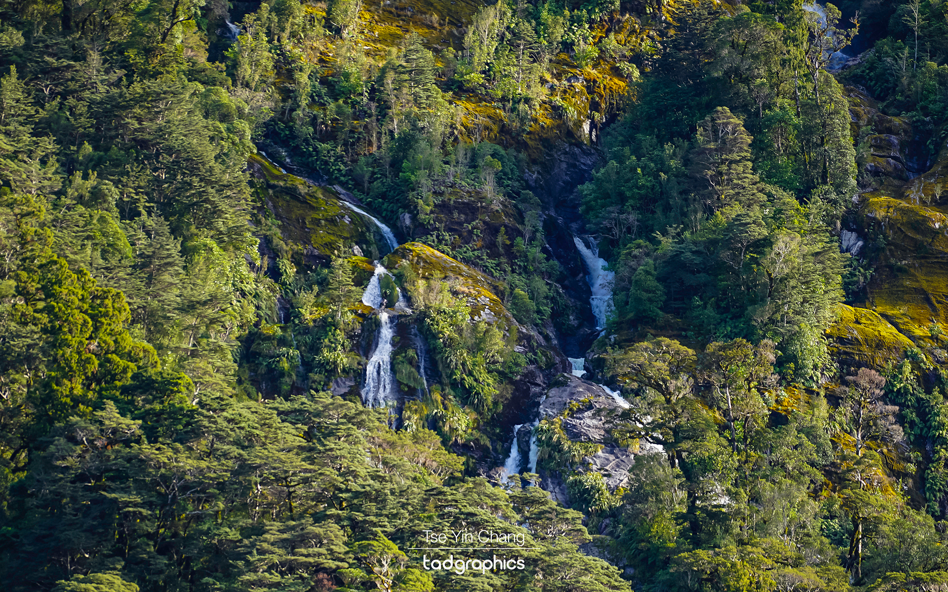 Ample waterfalls flowing into the sea after the rain, Doubtful Sound