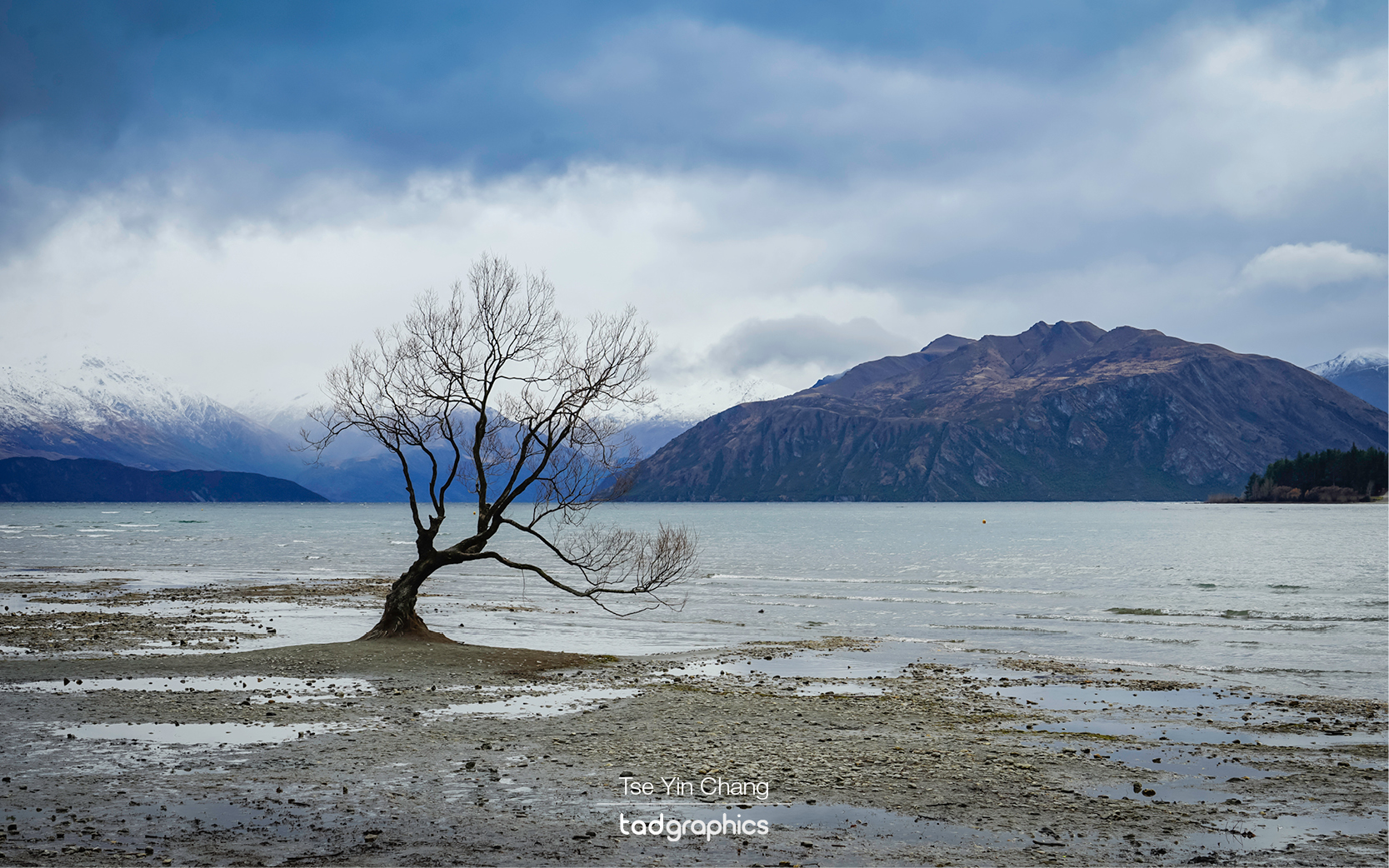 The famous Wanaka Tree is the most photographed tree in New Zealand