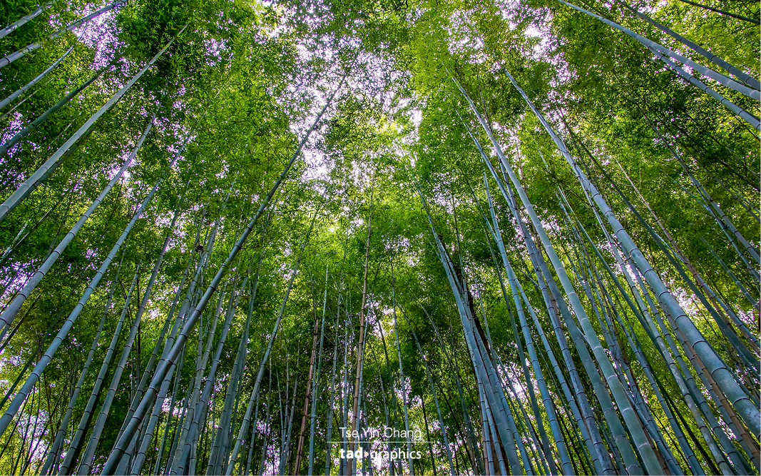 Looking up... giant bamboo plants stretching high up into the sky in Arashiyama Bamboo Grove 