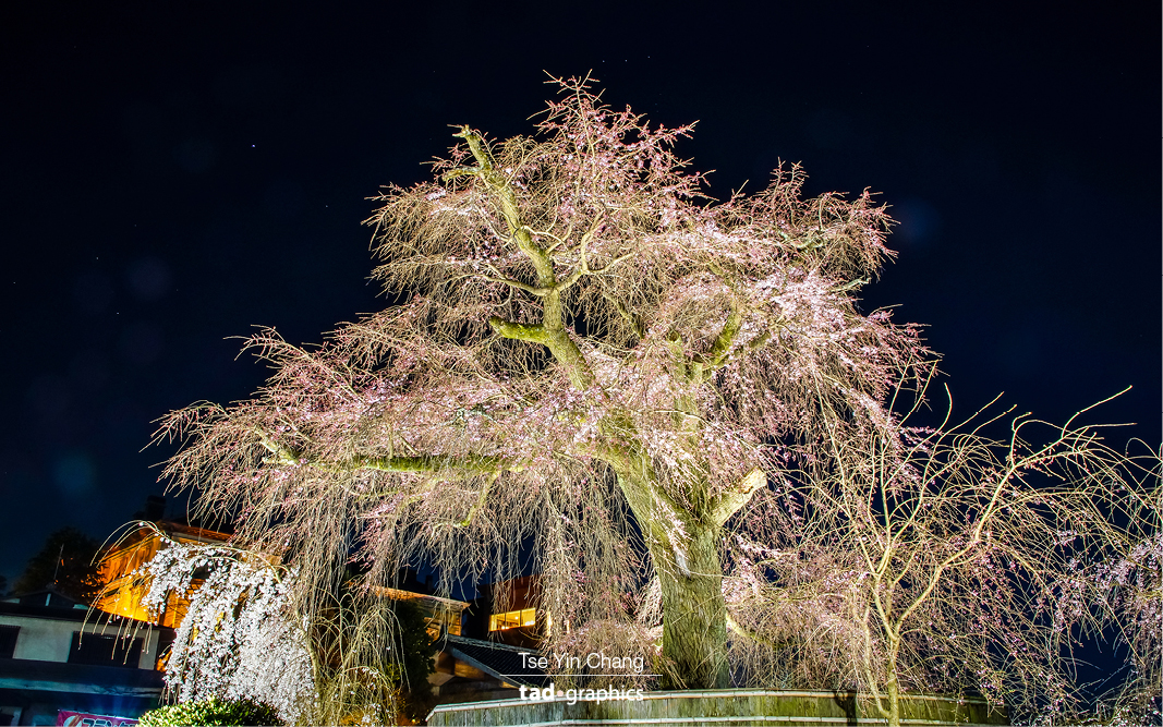 Maruyama-koen Park is cherry blossom central, the most popular spot in Kyoto for cherry blossom viewing