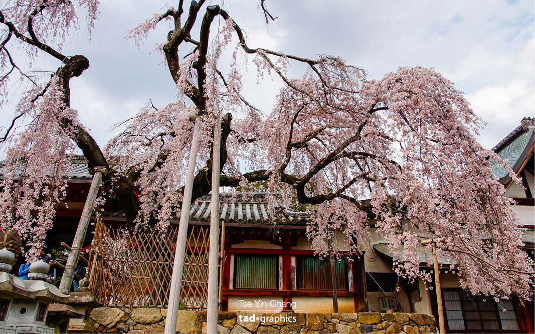 Himuro Shrine in Nara is known for its weeping pink cherry blossom trees that fill the grounds with pink petals in early April