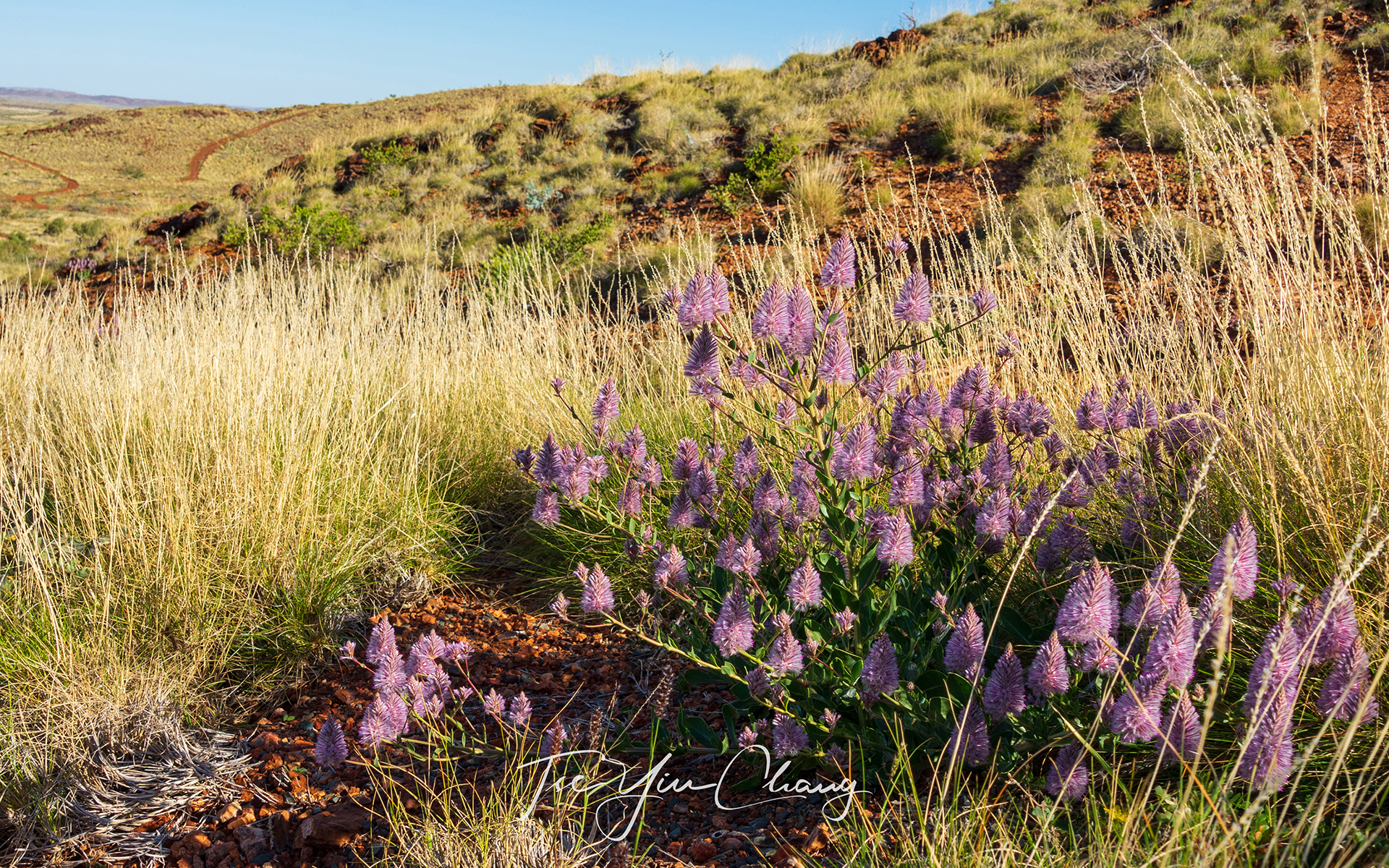 Mulla mulla in Tank Hill, Wickham. These lovely purple wildflowers are abundant in the Pilbara during spring