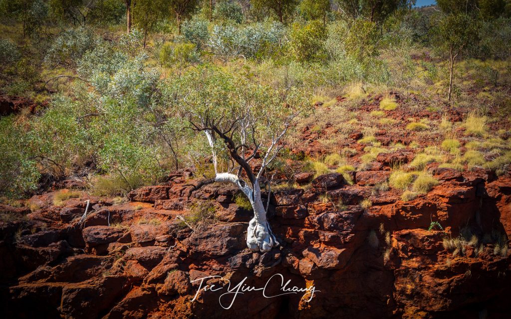 Karijini National Park is home to 6,000 kilometres of bushland, many of which carved out spectacular gorges through the ochre rock over two billion years ago