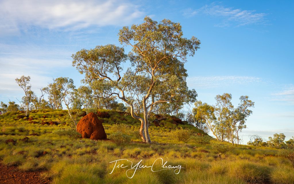 Huge termite mounds and spinifex country are features of the Pilbara landscape