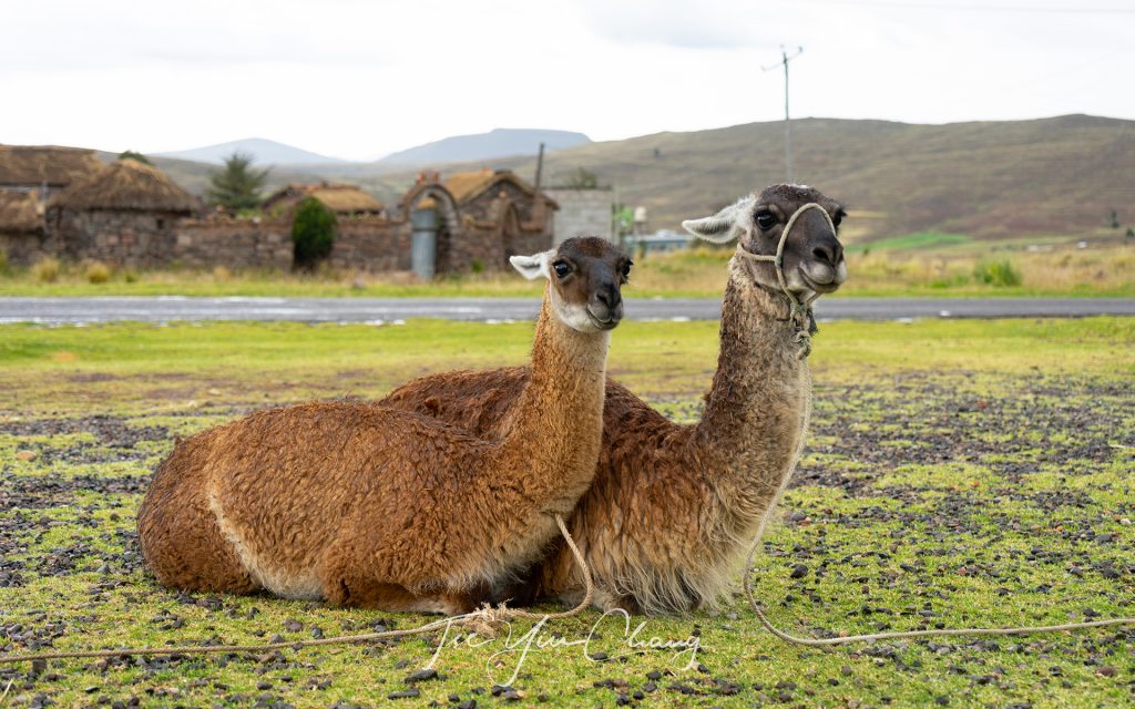 Getting up close and personal with the locals – llamas on a traditional Peruvian farm