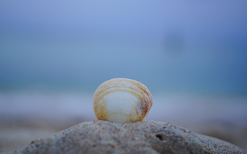 Shell on Cottesloe Beach